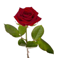 Hans Alexander Breivik