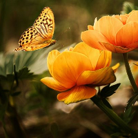 Anne Margrethe Nygren