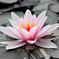 Bjørg Alice Børresen